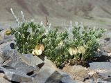 Zygophyllum potaninii. Плодоносящее растение. Казахстан, Восточно-Казахстанская обл., Маркакольский р-н, предгорья массива Шилик, каменистые осыпи. 25.05.2025.