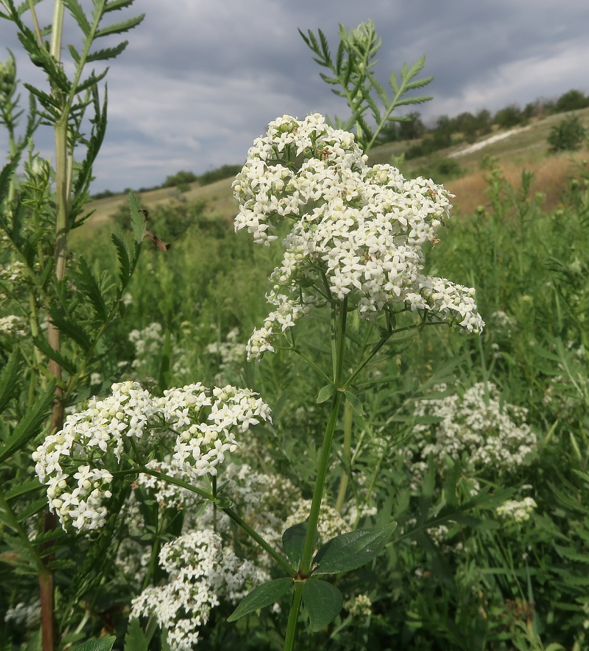 Изображение особи Galium rubioides.