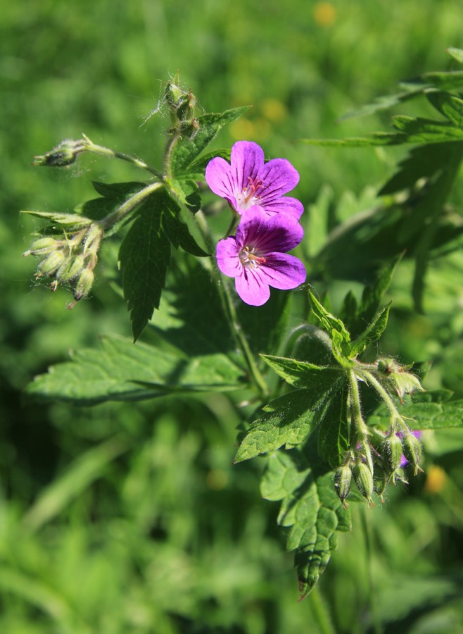 Изображение особи Geranium sylvaticum.