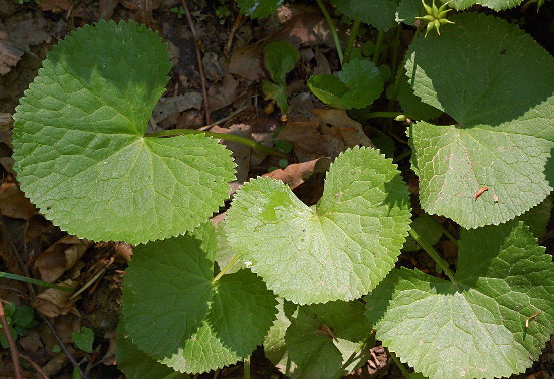 Image of Caltha palustris ssp. laeta specimen.