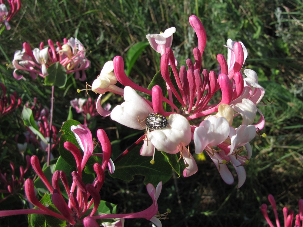 Image of Lonicera caprifolium specimen.