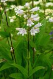 Penstemon cobaea. Цветущий побег. Москва, БС МГУ. 24.06.2011.