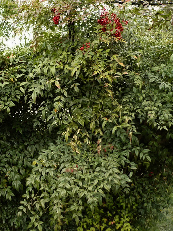 Изображение особи Nandina domestica.