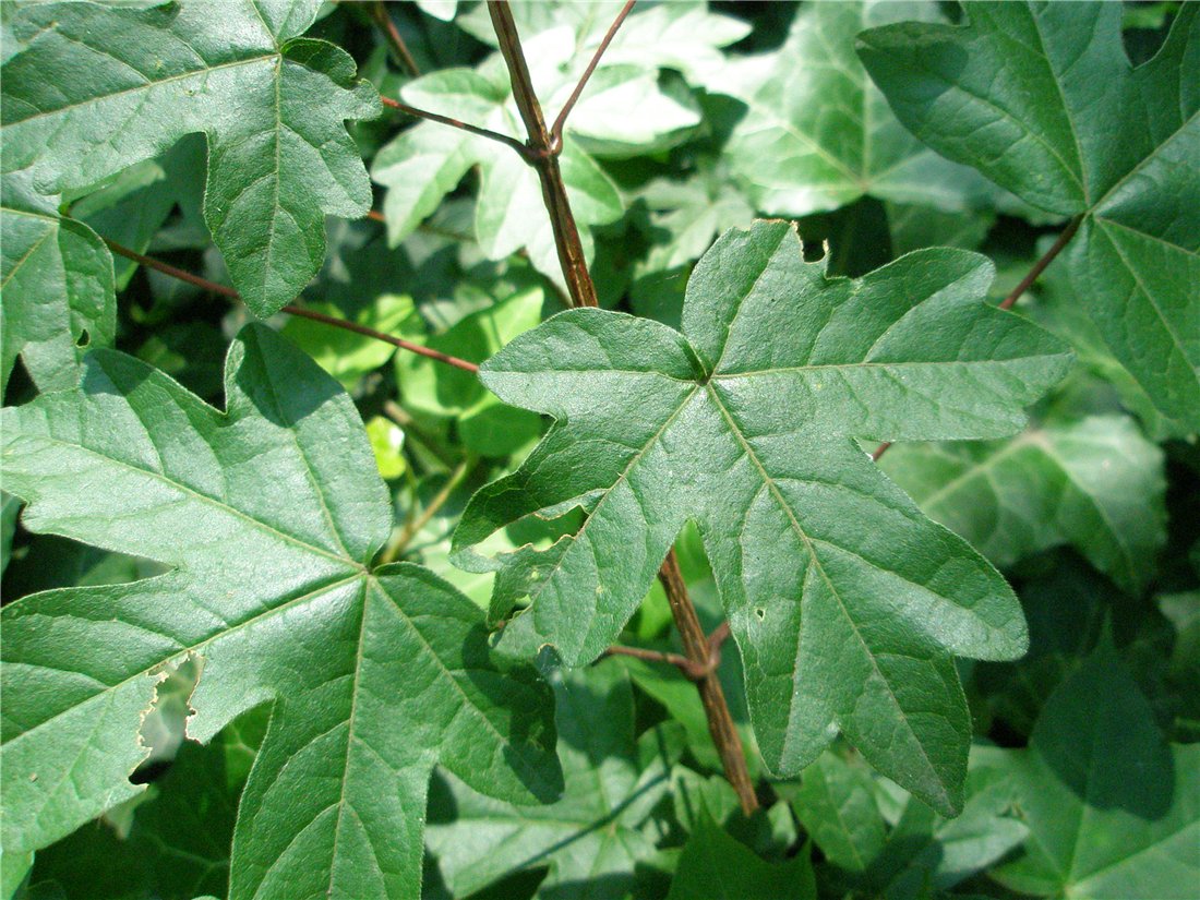 Image of Acer campestre specimen.