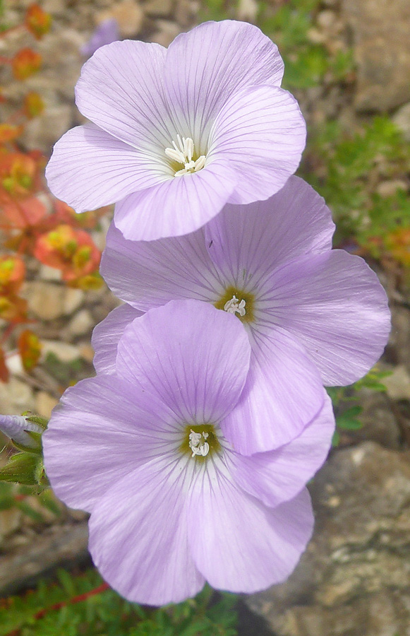 Изображение особи Linum lanuginosum.