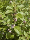 Mentha arvensis