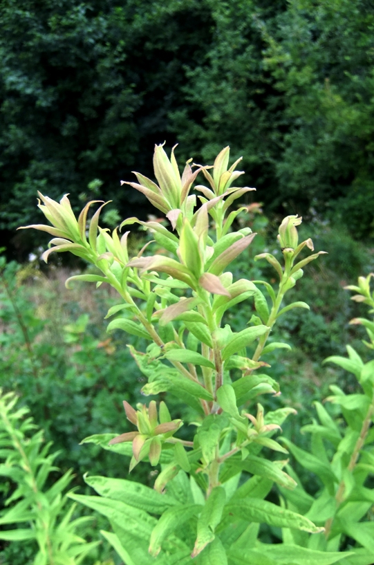 Изображение особи род Oenothera.