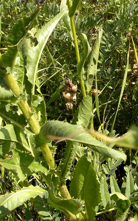 Image of Senecio thyrsophorus specimen.