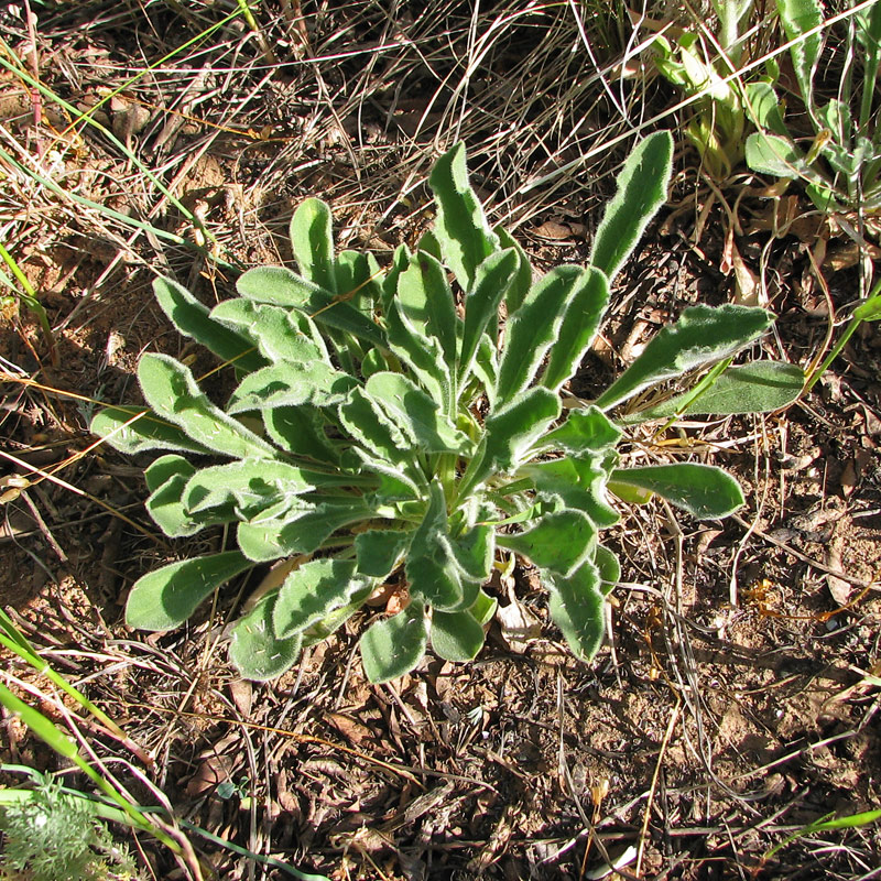 Image of Silene artemisetorum specimen.