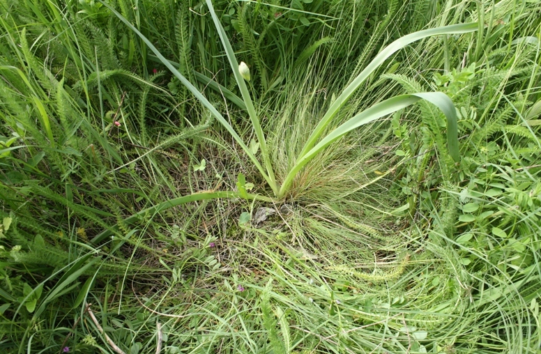 Image of Leopoldia comosa specimen.