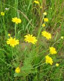 Anthemis tinctoria