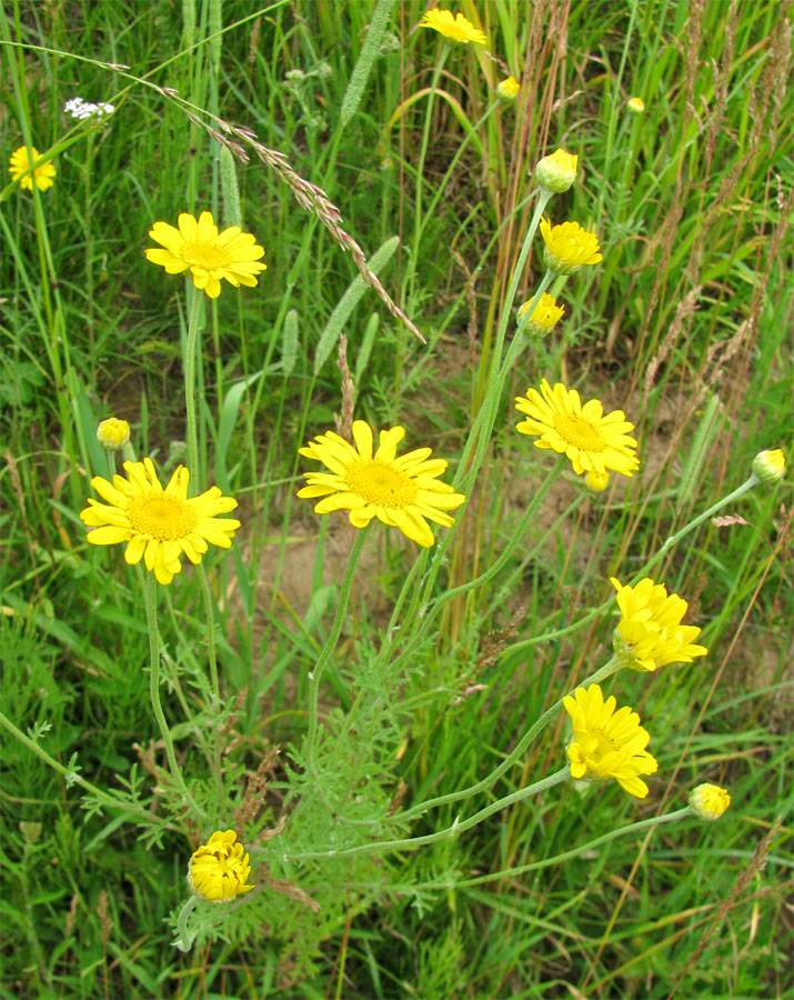 Изображение особи Anthemis tinctoria.