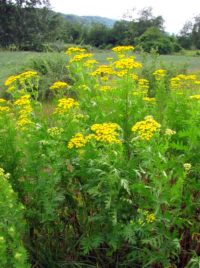 Изображение особи Tanacetum vulgare.