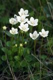 Parnassia palustris