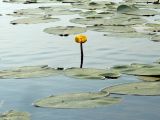 Nuphar lutea