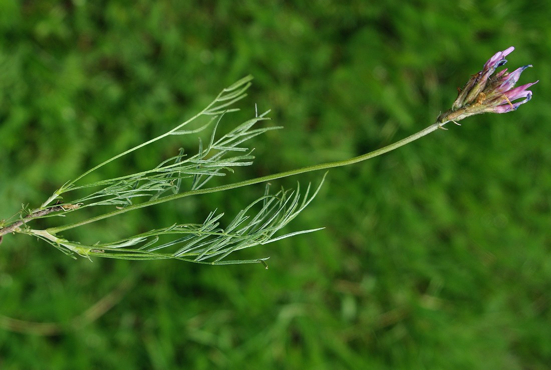 Изображение особи Astragalus angustissimus.