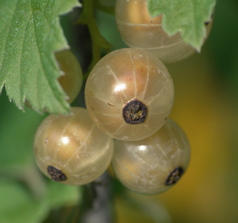 Изображение особи Ribes rubrum.