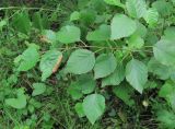 Betula pubescens