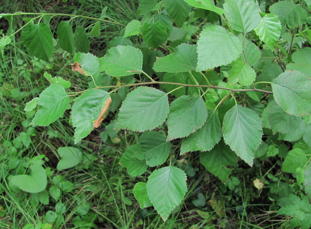 Изображение особи Betula pubescens.