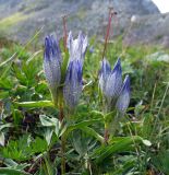 Gentiana vodopjanovae. Растение с цветами и бутонами. Хабаровский край, хр. Дуссе-Алинь. 06.08.2009.