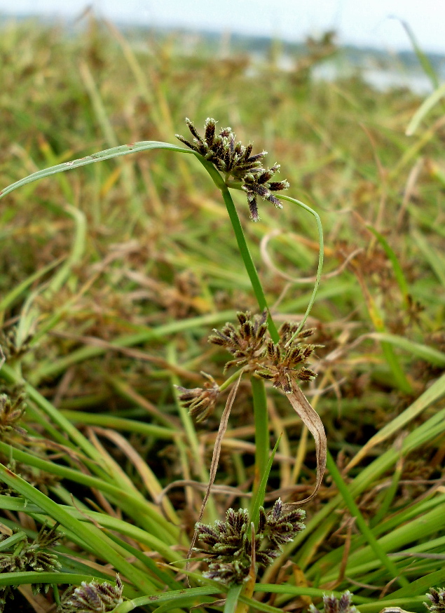 Image of Cyperus fuscus specimen.