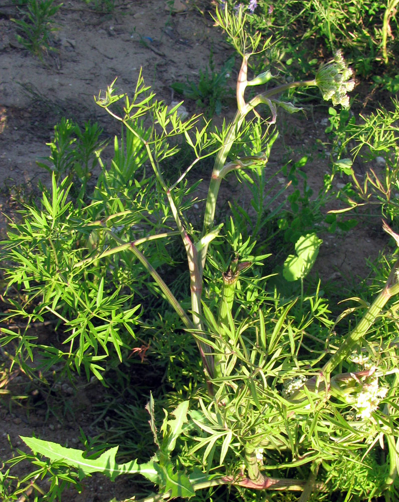 Image of Cenolophium fischeri specimen.