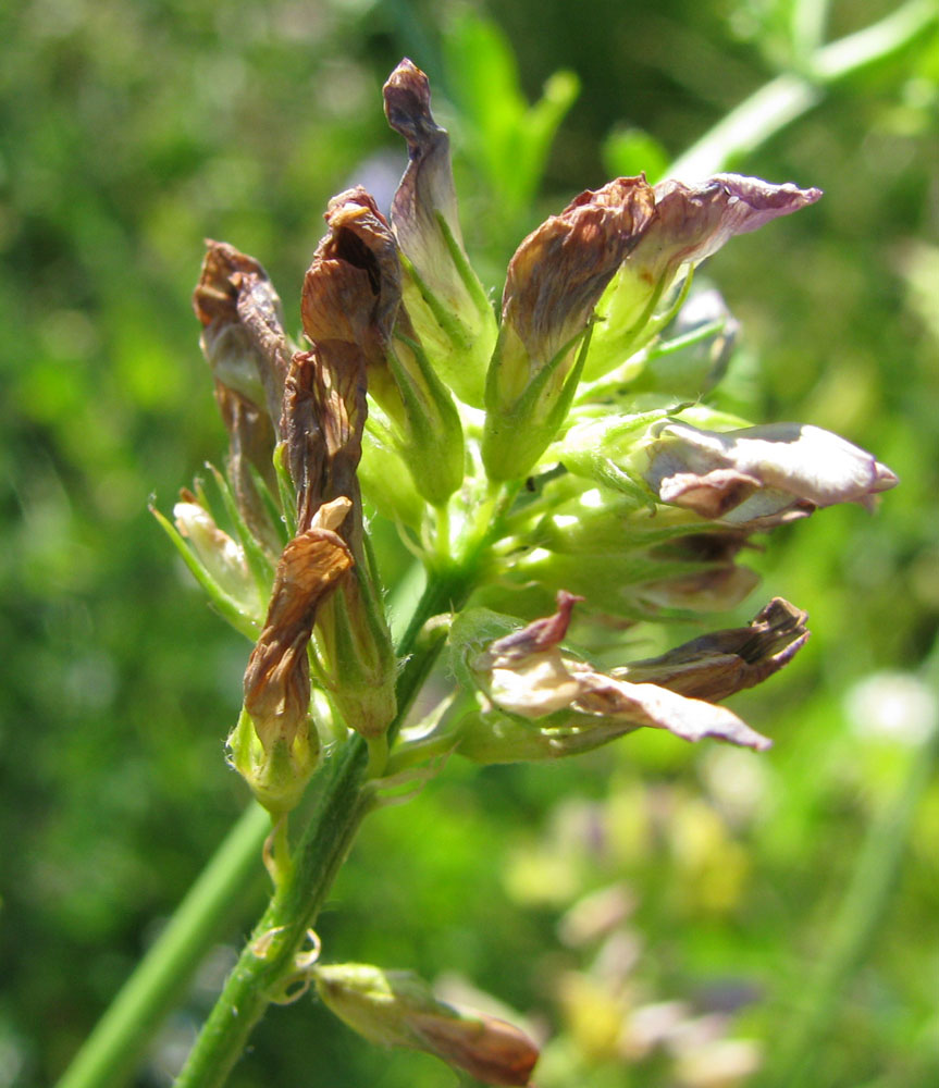 Image of Medicago &times; varia specimen.