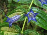 Gentiana asclepiadea