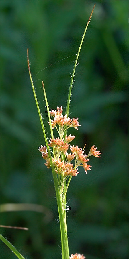 Image of Luzula luzuloides specimen.