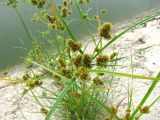 Cyperus glomeratus. Цветущее растение в щели бетонных берегов водостока совместно с Equisetum ramosissimum. Астраханская обл., Камызякский р-н, у с. Лебяжье. 17.08.2011.