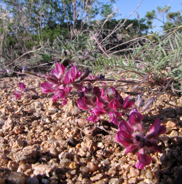 Image of Oxytropis floribunda specimen.