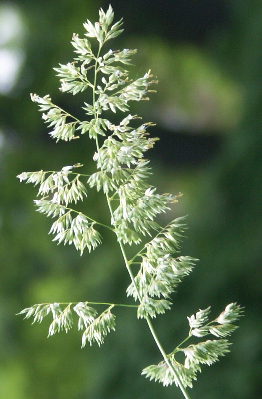 Изображение особи Phalaroides arundinacea.