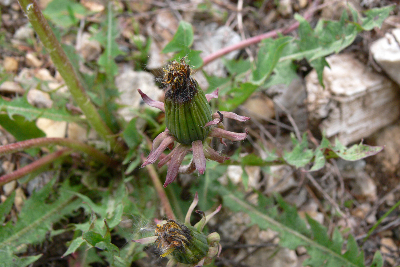 Image of Taraxacum marklundii specimen.