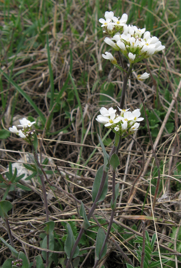 Image of Noccaea praecox specimen.