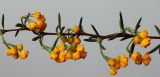 Berberis × stenophylla