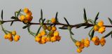 Berberis × stenophylla. Часть ветви с соцветиями. Германия, г. Кемпен, в культуре. 29.04.2012.