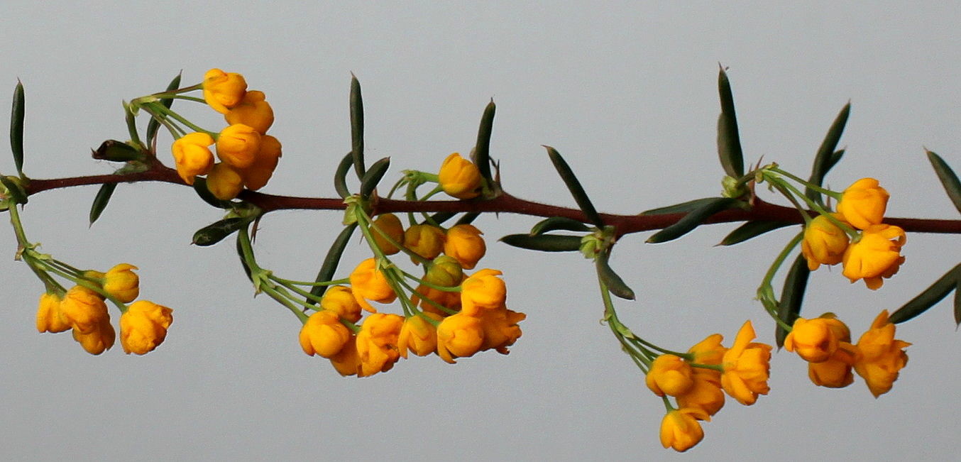 Image of Berberis &times; stenophylla specimen.