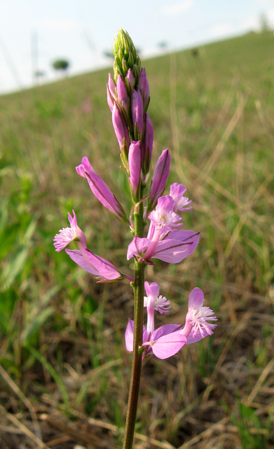 Image of Polygala major specimen.