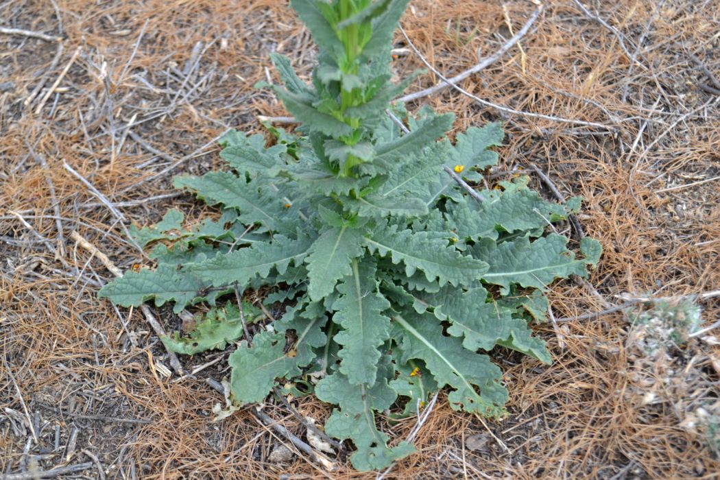 Изображение особи Verbascum blattaria.