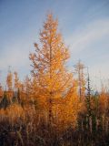 Larix sibirica