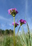 Primula longiscapa