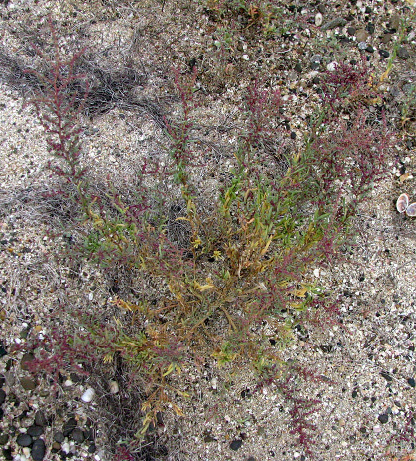 Image of Suaeda prostrata specimen.