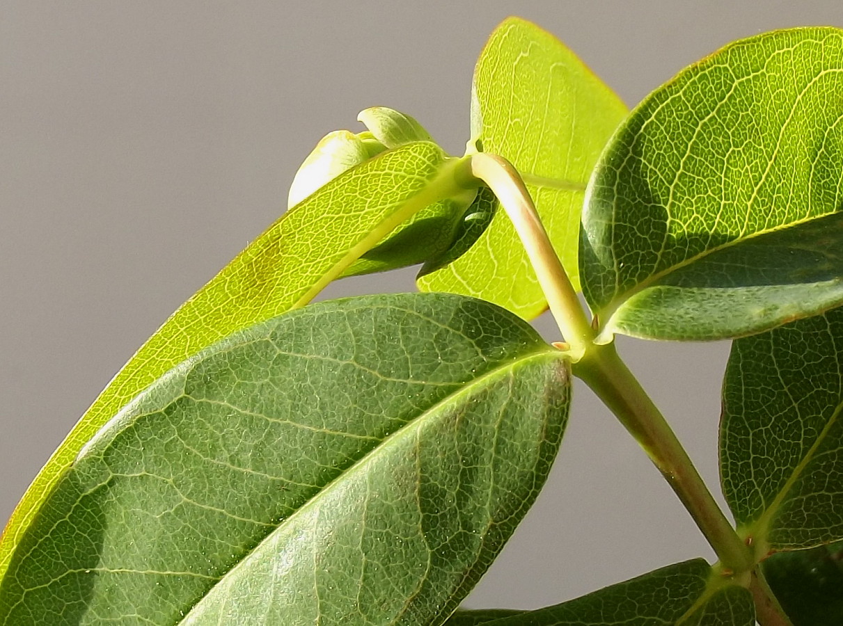Изображение особи Hypericum calycinum.