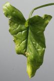 Arum maculatum. Лист. Германия, г. Кемпен, у дорожки в прогулочной зоне. 19.06.2012.