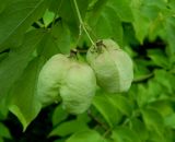 Staphylea pinnata