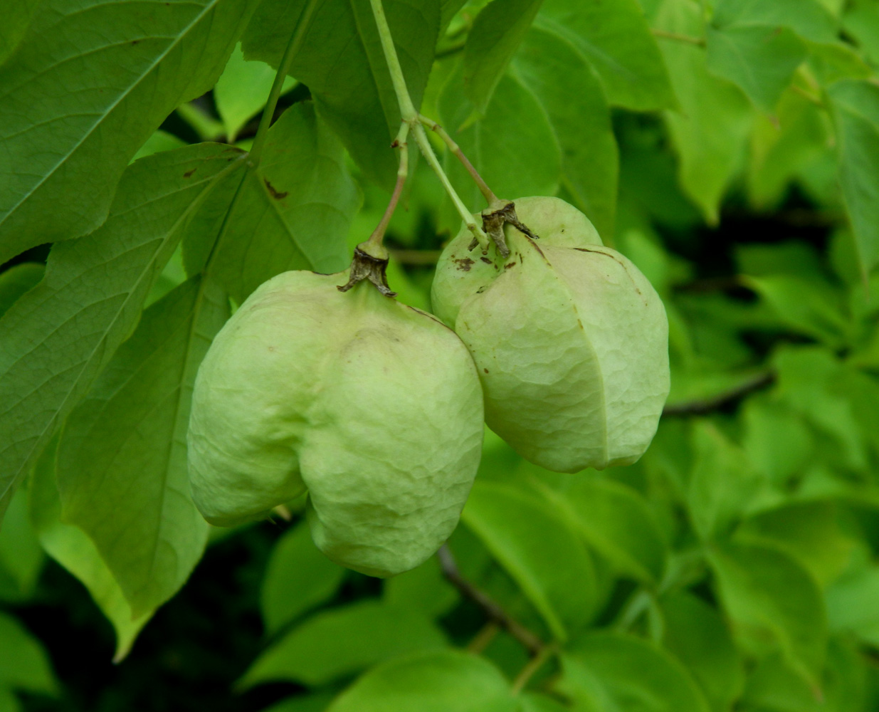 Image of Staphylea pinnata specimen.