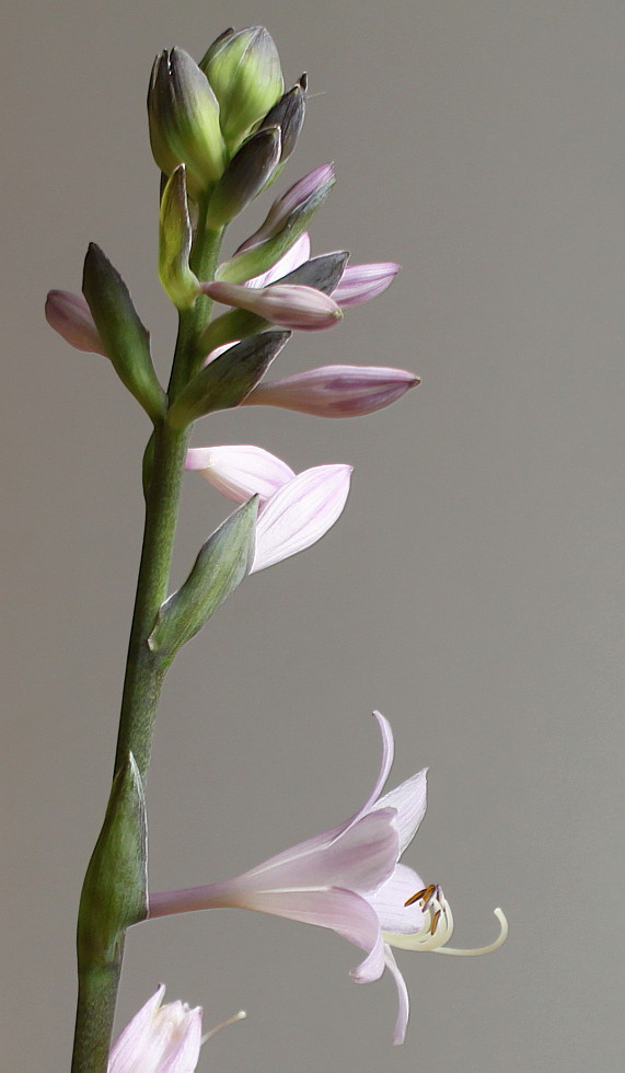 Image of Hosta sieboldiana specimen.