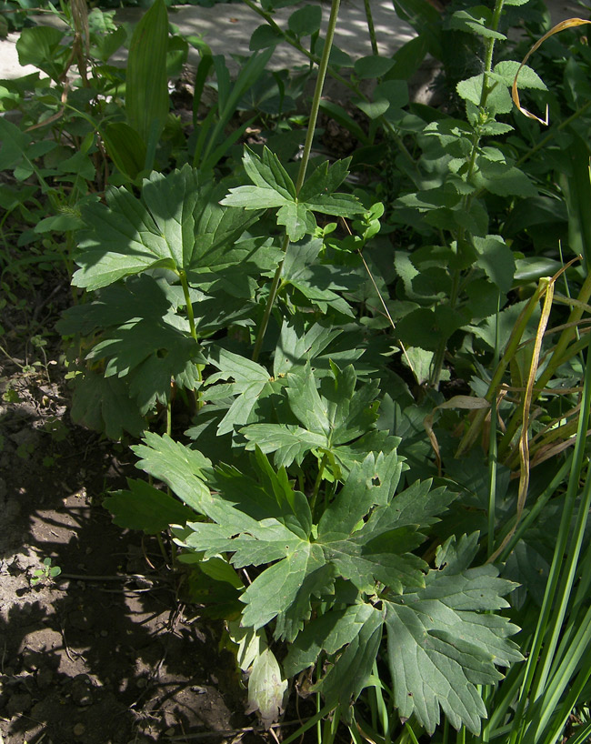Image of Aconitum rogoviczii specimen.