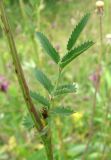 Sanguisorba officinalis. Стеблевой лист. Крым, Ялтинская яйла. 15 июля 2012 г.