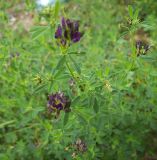 Medicago × varia. Часть цветущего растения с цветками и бутонами. Курская обл, г. Железногорск, берег вдхр. на р. Погарщина. 27 июня 2007 г.